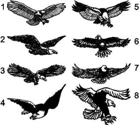 Huge Soaring Bird Bald Eagle window graphic decal decals sticker USA America